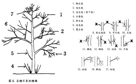 不良枝|宜蘭縣樹木修剪及移植作業規範 【第一篇 修剪作業規範】「不良。